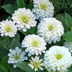 Bibit Bunga Benih Zinnia Polar Bear