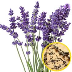 Bibit Bunga Lavender Import - Anti Nyamuk Alami (30 Biji)