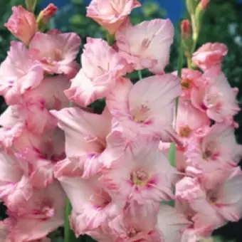Unduh 300 Wallpaper Bunga Gladiol Gratis Unduh 300 Wallpaper Bunga Gladiol Gratis