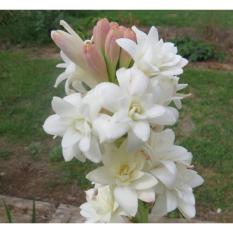 Bibit Bunga Umbi Sedap Malam Besar – 1 Pcs