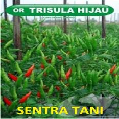Bibit Cabe Rawit
