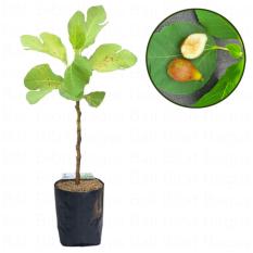 Bibit Cangkok Pohon Buah Fig Tin Ara Jenis Alma Canada