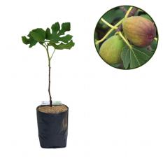 Bibit Cangkok Pohon Buah Fig Tin Ara Jenis Brunswick