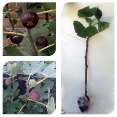 Bibit Cangkok Pohon Buah Fig Tin Ara Jenis Hardy Chicago