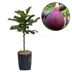 Bibit Cangkok Pohon Buah Fig Tin Ara Jenis Red Libya