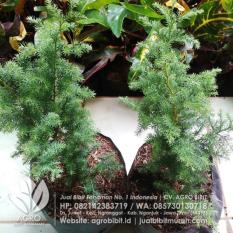 Bibit Cemara Embun