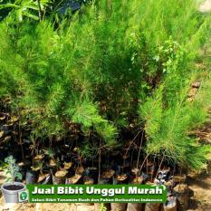 Bibit Cemara Laut