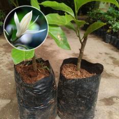 Bibit Cempaka Putih Okulasi 25 cm