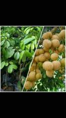 Bibit Duku Palembang