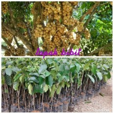 Bibit Duku Super Unggul