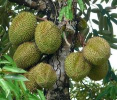Bibit Durian Bangkok Asal Thailand