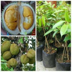 Bibit Durian Bawor Kaki 3 Super Unggul Dan Genjah
