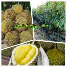 Bibit Durian Bhinneka Bawor