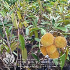 Bibit Durian Matahari Super