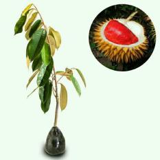 Bibit Durian Merah