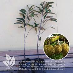 Bibit Durian Monthong Okulasi 60 cm