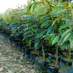 Bibit Durian Montong Merah 40-60 Cm