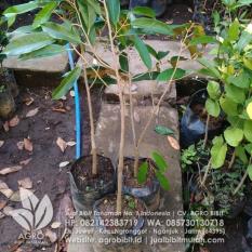Bibit Durian Montong Okulasi