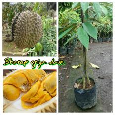 Bibit Durian Montong Super Genjah Unggul Kaki 3