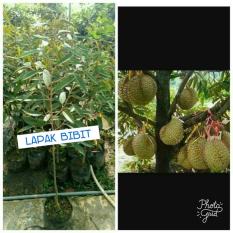 Bibit Durian Musang King
