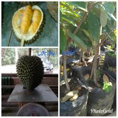 Bibit Durian Musang King Kaki 3 Super Asli