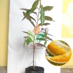 Bibit Durian Musang King Okulasi 40 cm