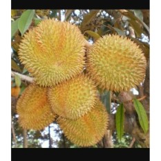 Bibit Durian Musang King Super Usia 2 Tahun Lebih