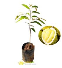 Bibit Durian Musangking Buah Musang King Unggul