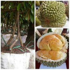 Bibit Durian Musangking Kaki 3 Super Unggul