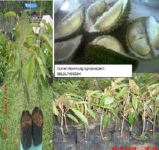 Bibit Durian Namlung Per Paket Isi 3 Bibit