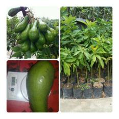 Bibit Eksotic Alpukat Long Green