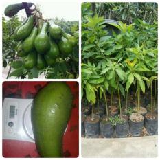 Bibit Eksotic Alpukat Long Green