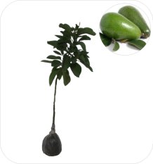 Bibit Eksotic Alpukat Markus