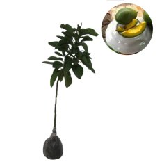 Bibit Eksotic Alpukat Mentega Kuning