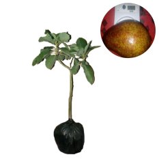 Bibit Eksotic Alpukat Mentega Merah