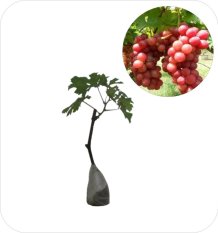 Bibit Eksotic Anggur Red Caroline