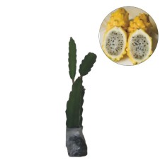 Bibit Eksotic Buah Naga Kuning
