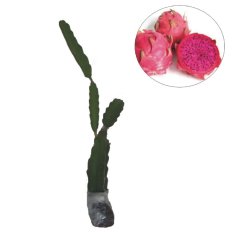 Bibit Eksotic Buah Naga Merah