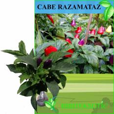 Bibit Eksotic Cabe Pelangi / Razamataz