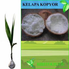 Kelapa Kopyor