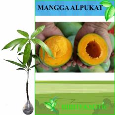Bibit Eksotic Mangga Alpukat