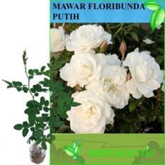 Bibit Eksotic Mawar Floribunda Putih
