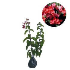 Bibit Eksotic Nona Makan Sirih Merah