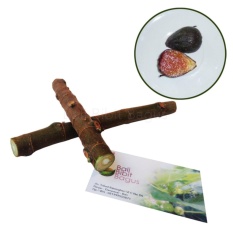 Bibit Fig Ara Tin Black Ischia - Paket Cutting Stek
