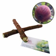 Bibit Fig Ara Tin Red Palestine - Khurtmani - Paket Cutting Stek