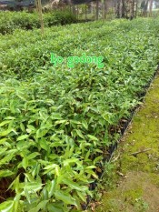 Bibit Gaharu Aqualira Malacensis berisi 4 pohon