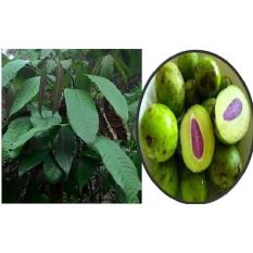 Bibit Gandaria per paket isi 3 bibit