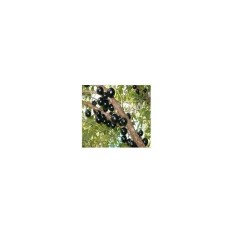 Bibit Jaboticaba Anggur Brazil