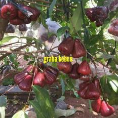 Bibit Jambu Air Citra Madu