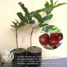 Bibit Jambu Air Dalhari asal Sambung